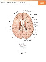 Sobotta Atlas of Human Anatomy  Head,Neck,Upper Limb Volume1 2006, page 338